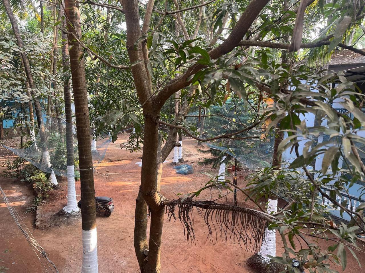 מוריג'ים Tender Coconut מראה חיצוני תמונה